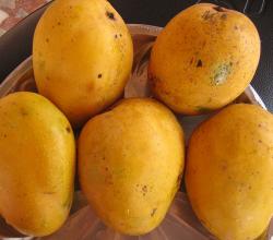 Mango side effects